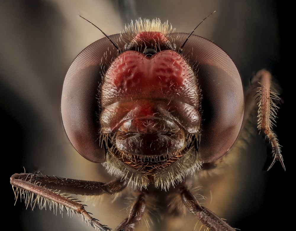 Insecte brun et noir en macrophotographie
