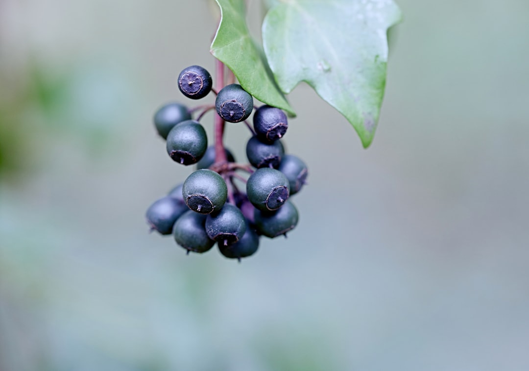 black round fruits on green leaf