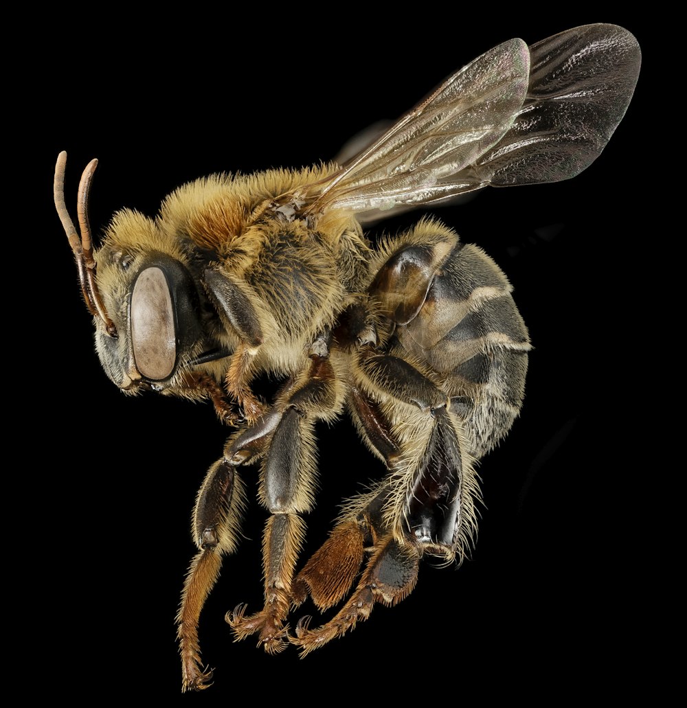 black and yellow bee on brown plant