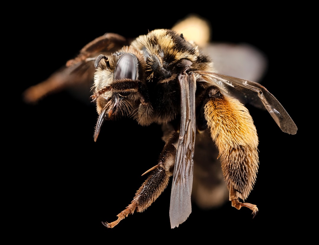 black and yellow bee in close up photography