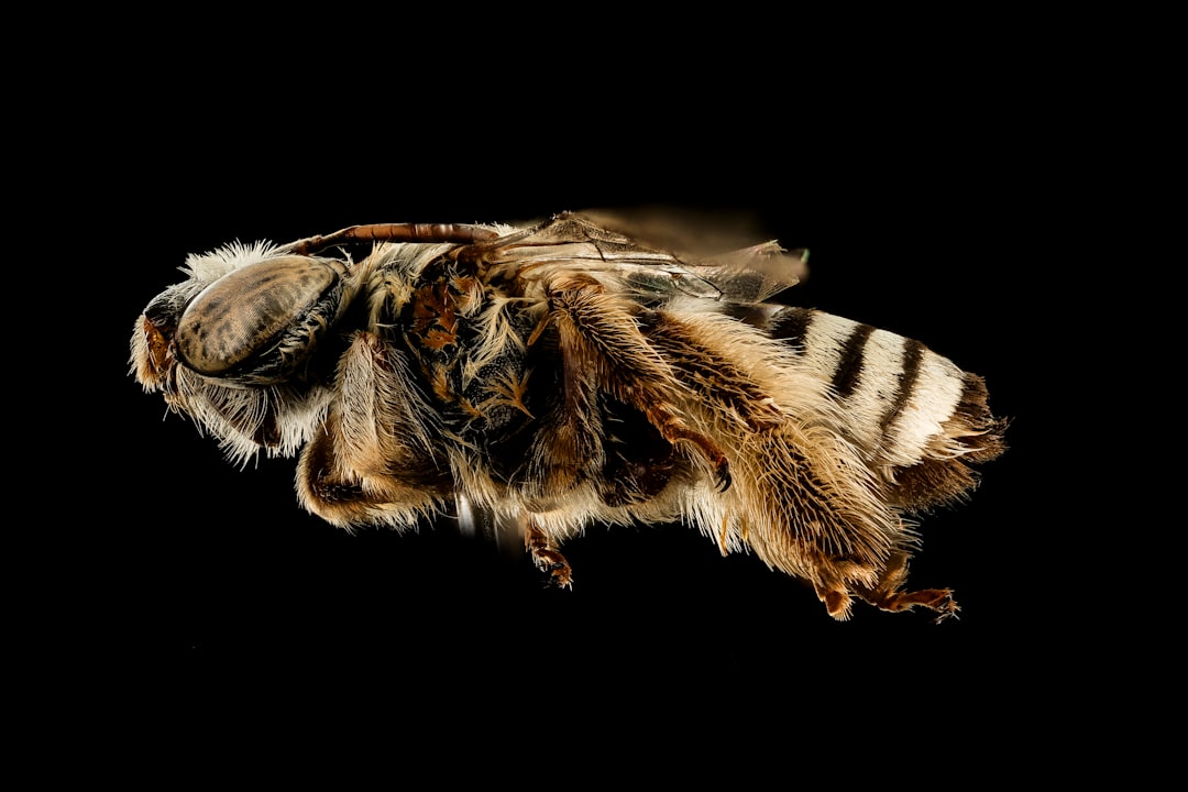 black and white striped bee