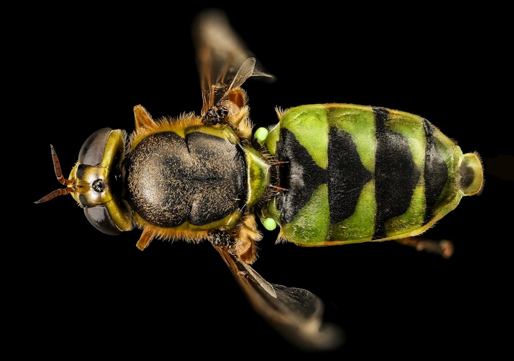 green and black insect in close up photography