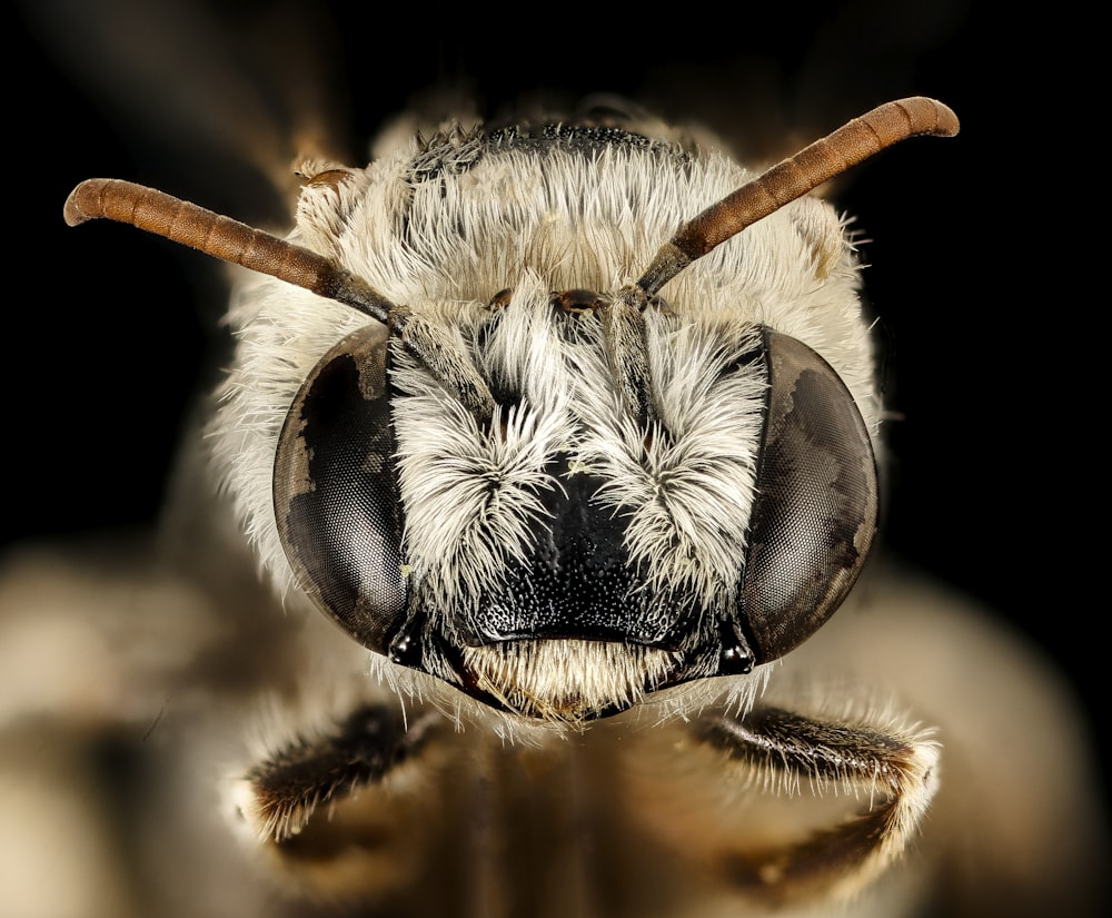 black and white bee on brown plant