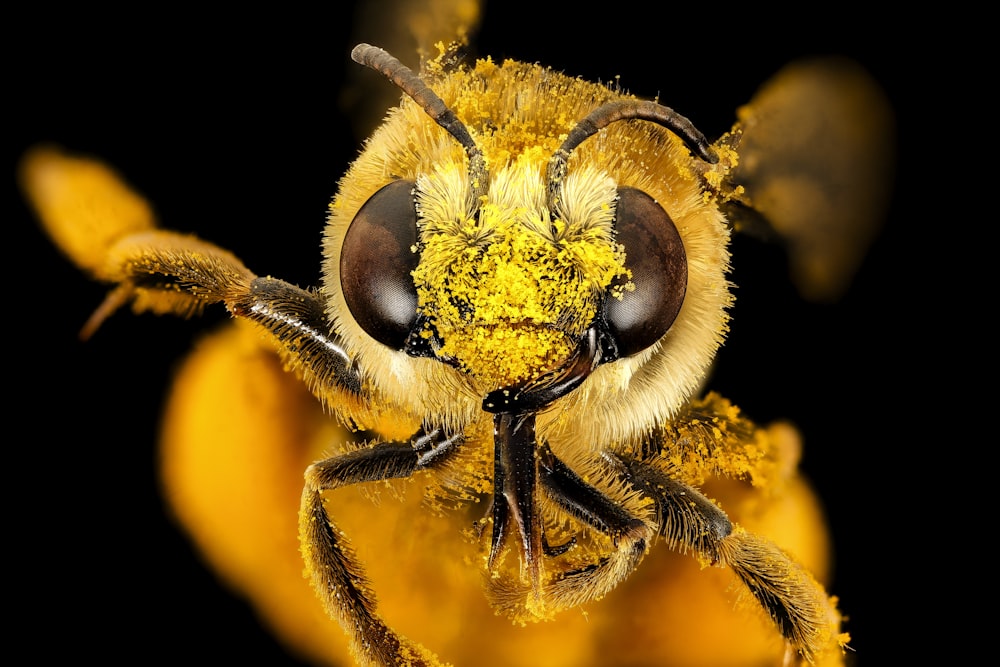 주황색 꽃에 노란색과 검은 색 꿀벌