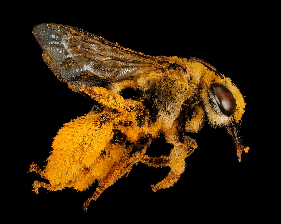 black and yellow bee on yellow flower