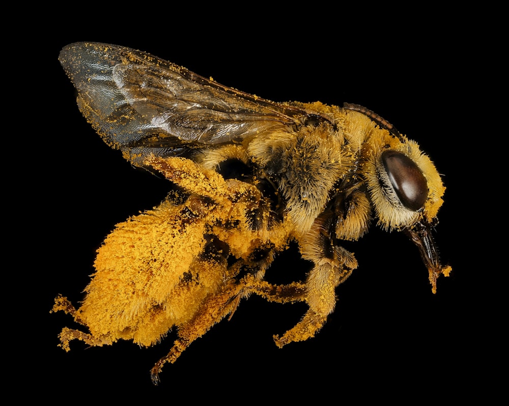 black and yellow bee on yellow flower