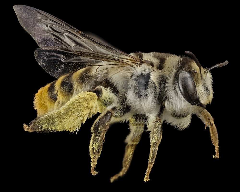 black and yellow bee on brown stem