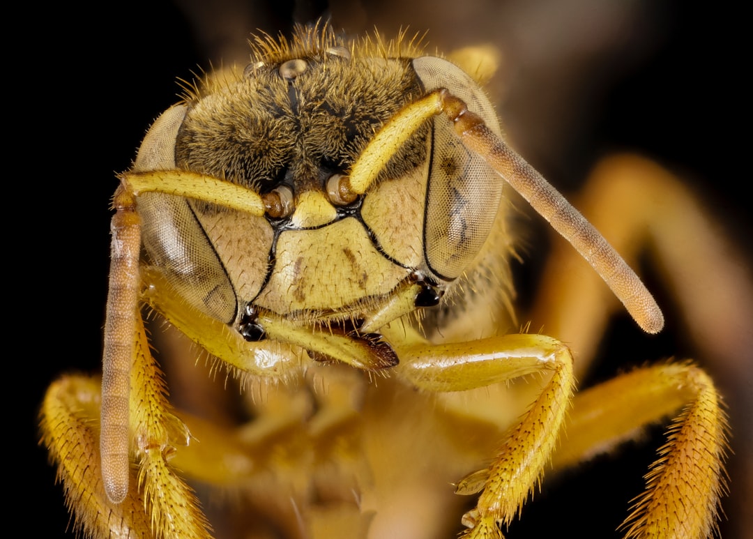 yellow and black wasp in close up photography