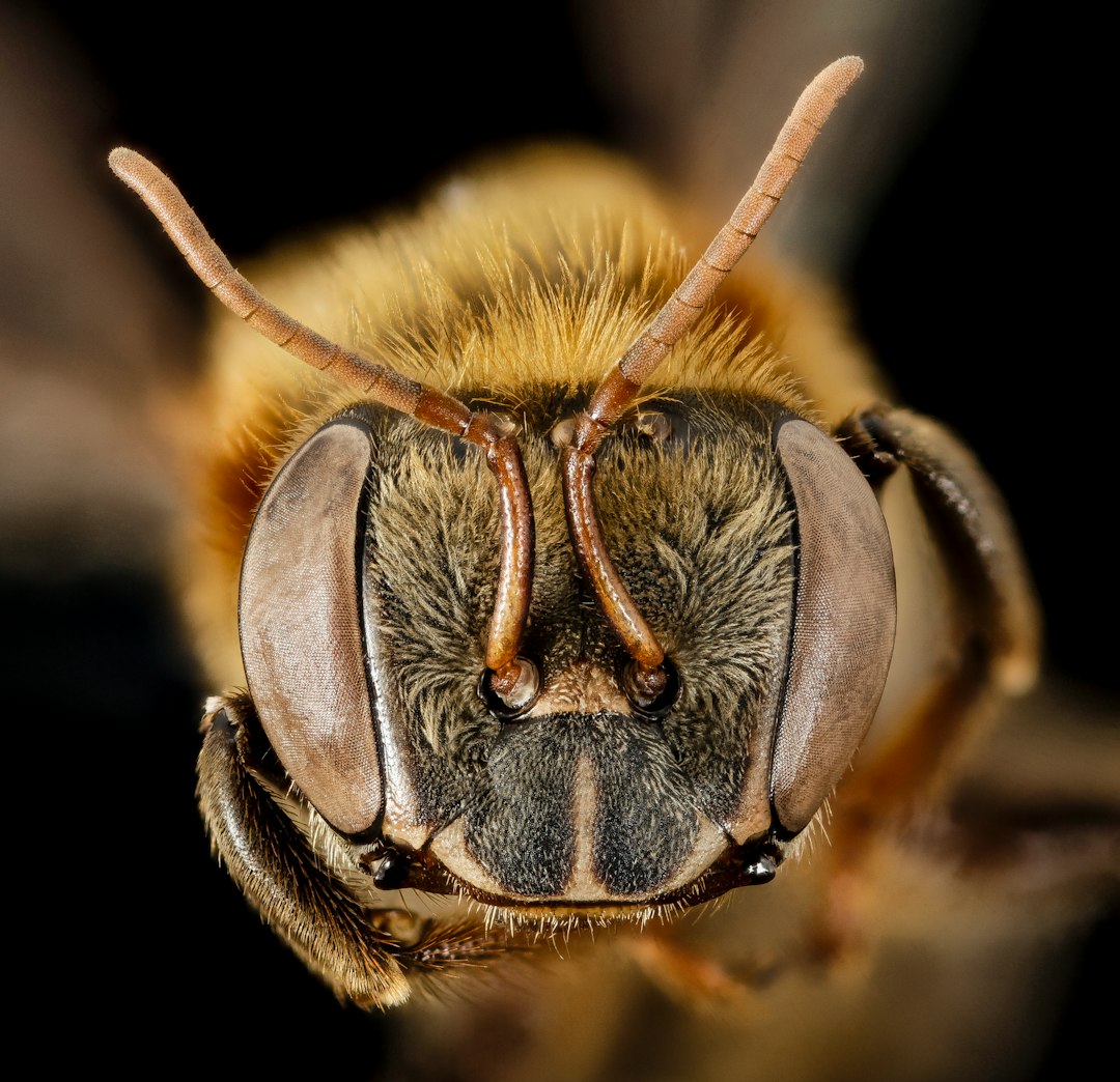 brown and black bee in close up photography