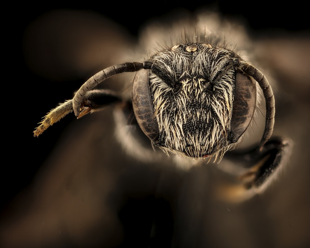 brown and black bee on brown stem