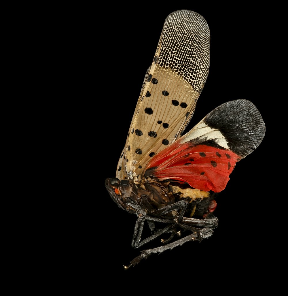 brown and black butterfly on black background