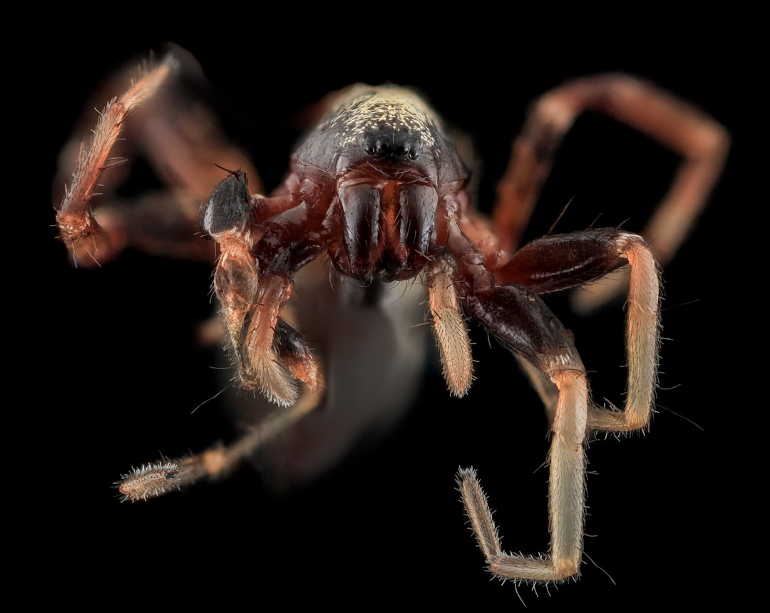 brown and black spider in close up photography