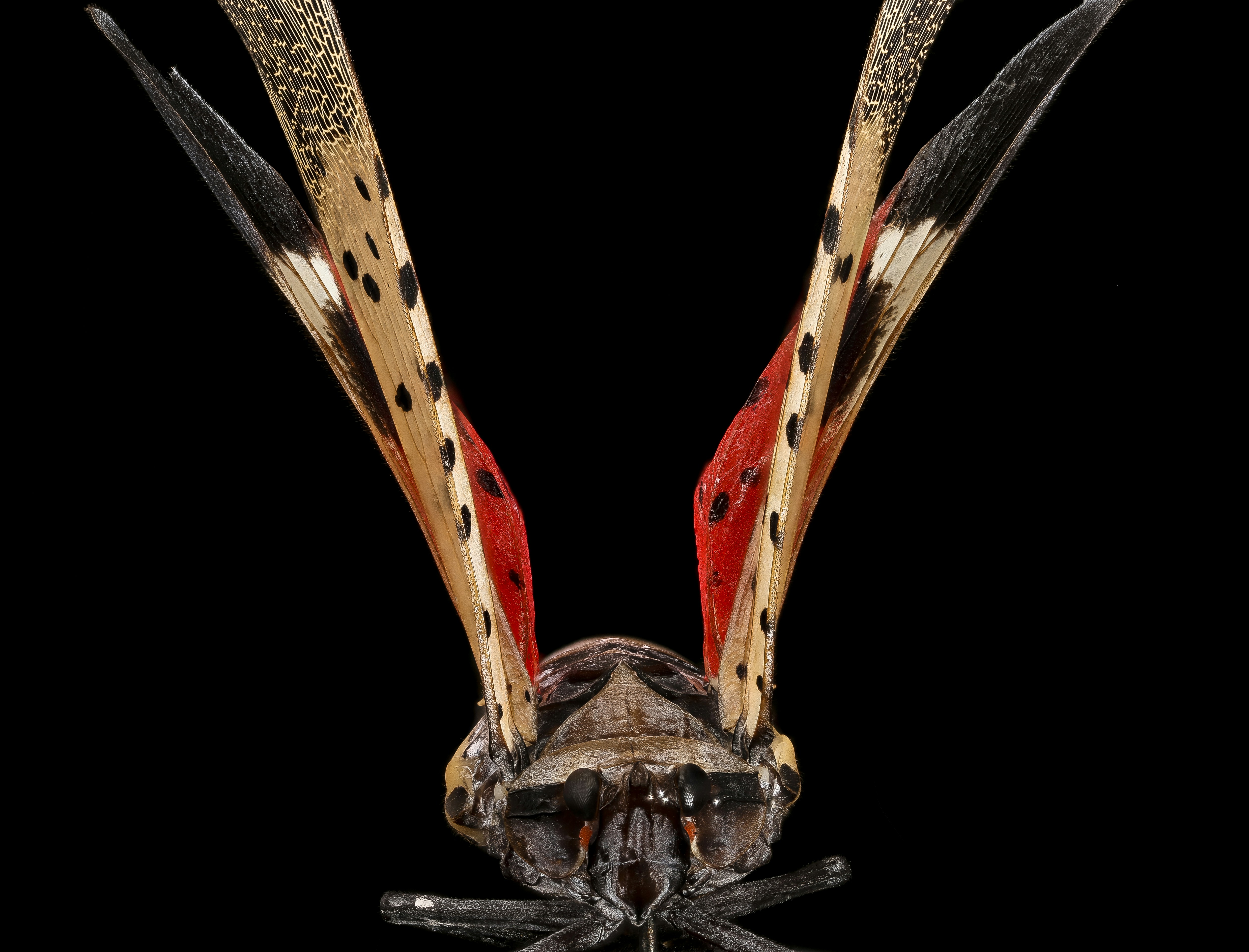 Insect Legs: A Comprehensive Guide