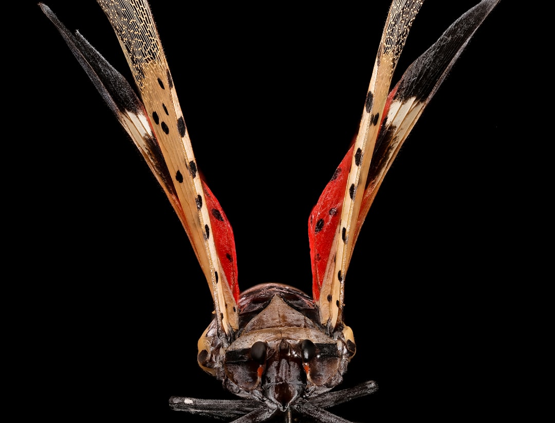 brown and black tiger mosquito