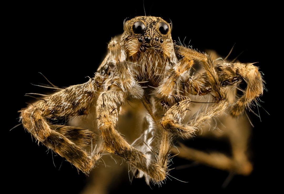 brown and black spider in close up photography