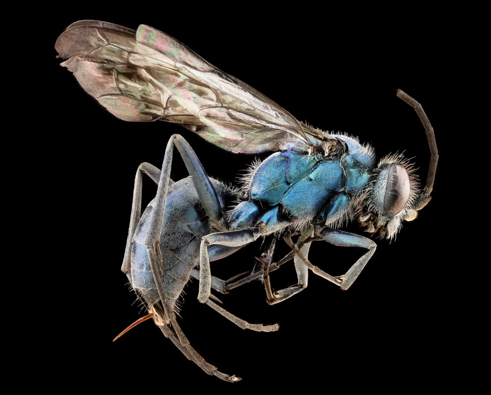 blue and brown insect in close up photography
