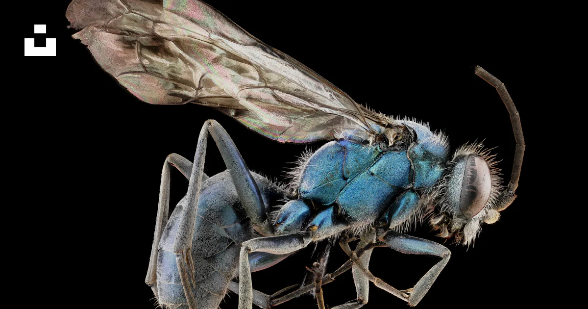 Blue Headed Insect Blue and brown insect in close up photography photo – Free Animal Image ...