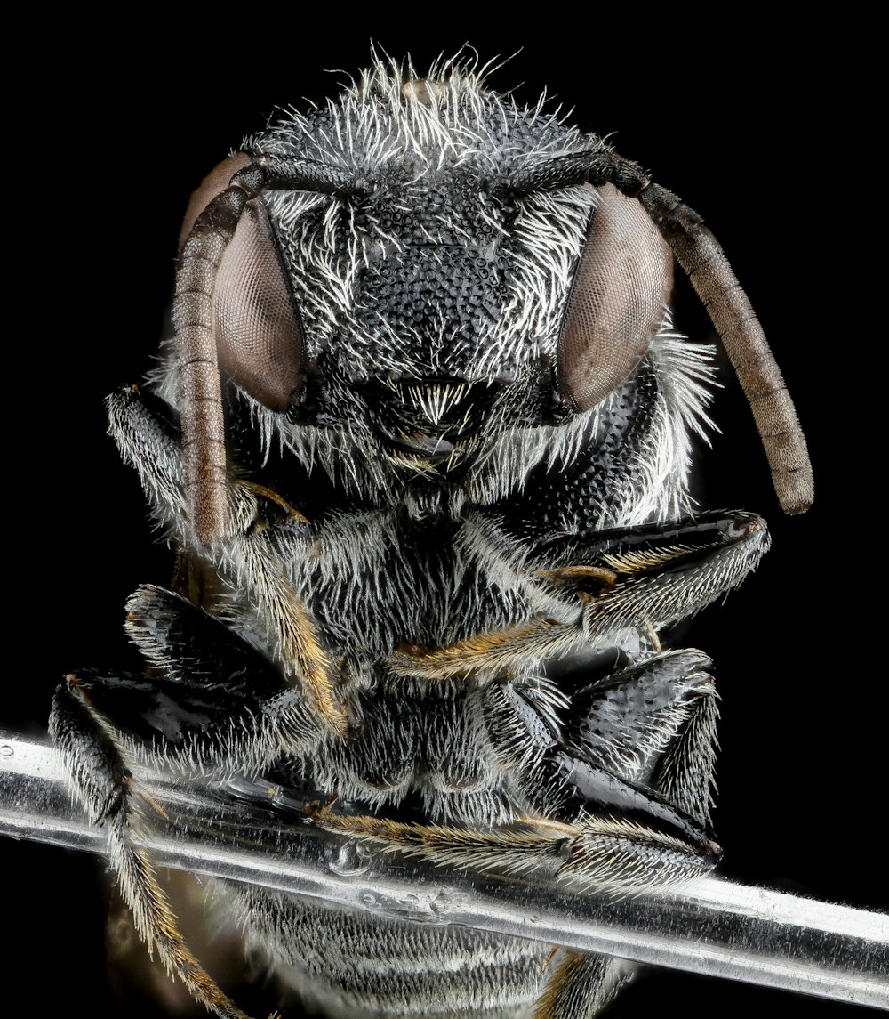 black and white spider on white background