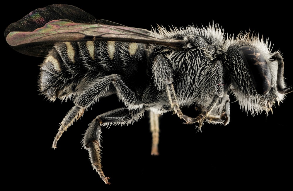 클로즈업 사진의 흑백 꿀벌