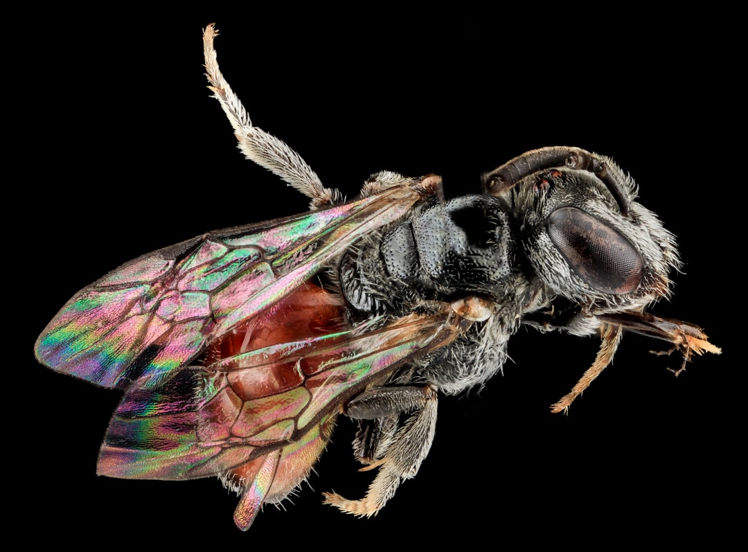 brown and black insect in close up photography