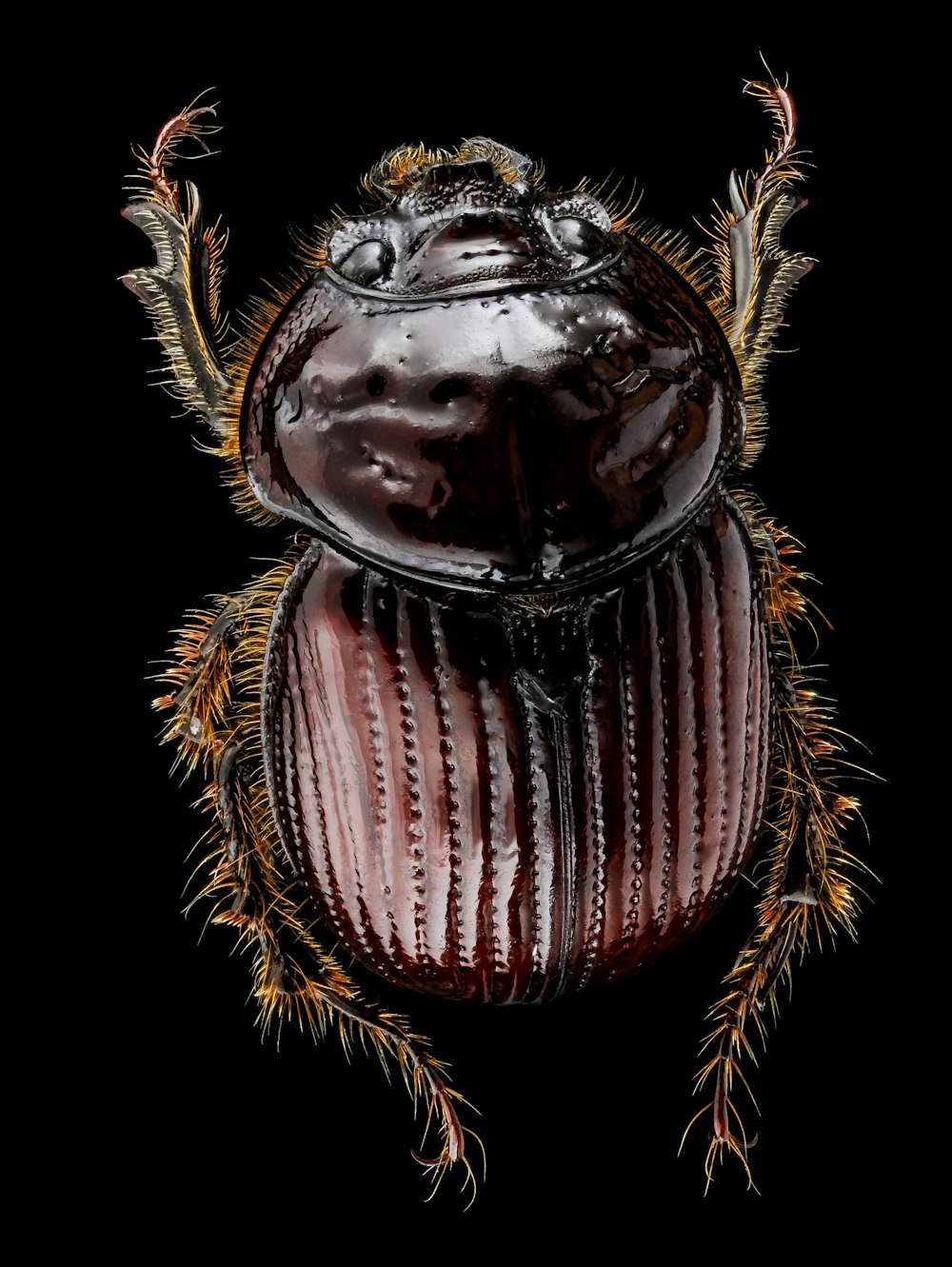 Ilustración de escarabajo negro y marrón