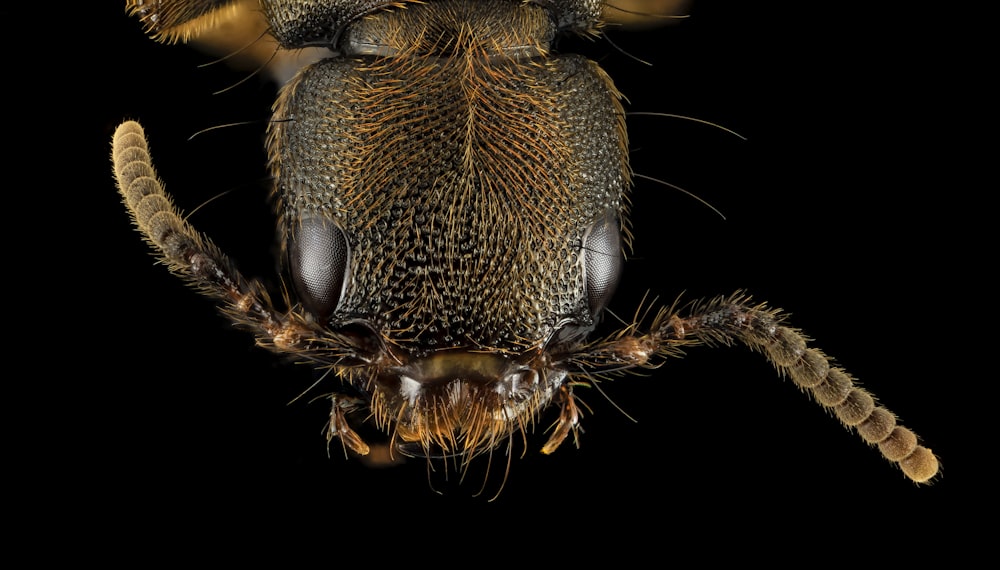 black and brown spider in close up photography