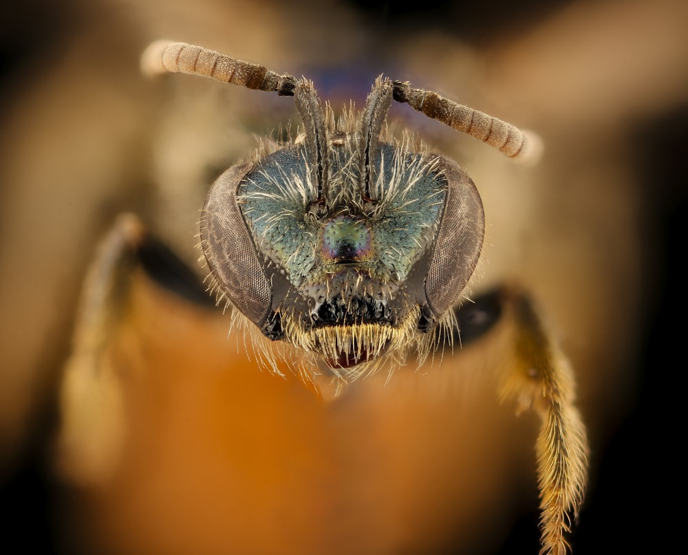 macro photography of yellow and blue insect