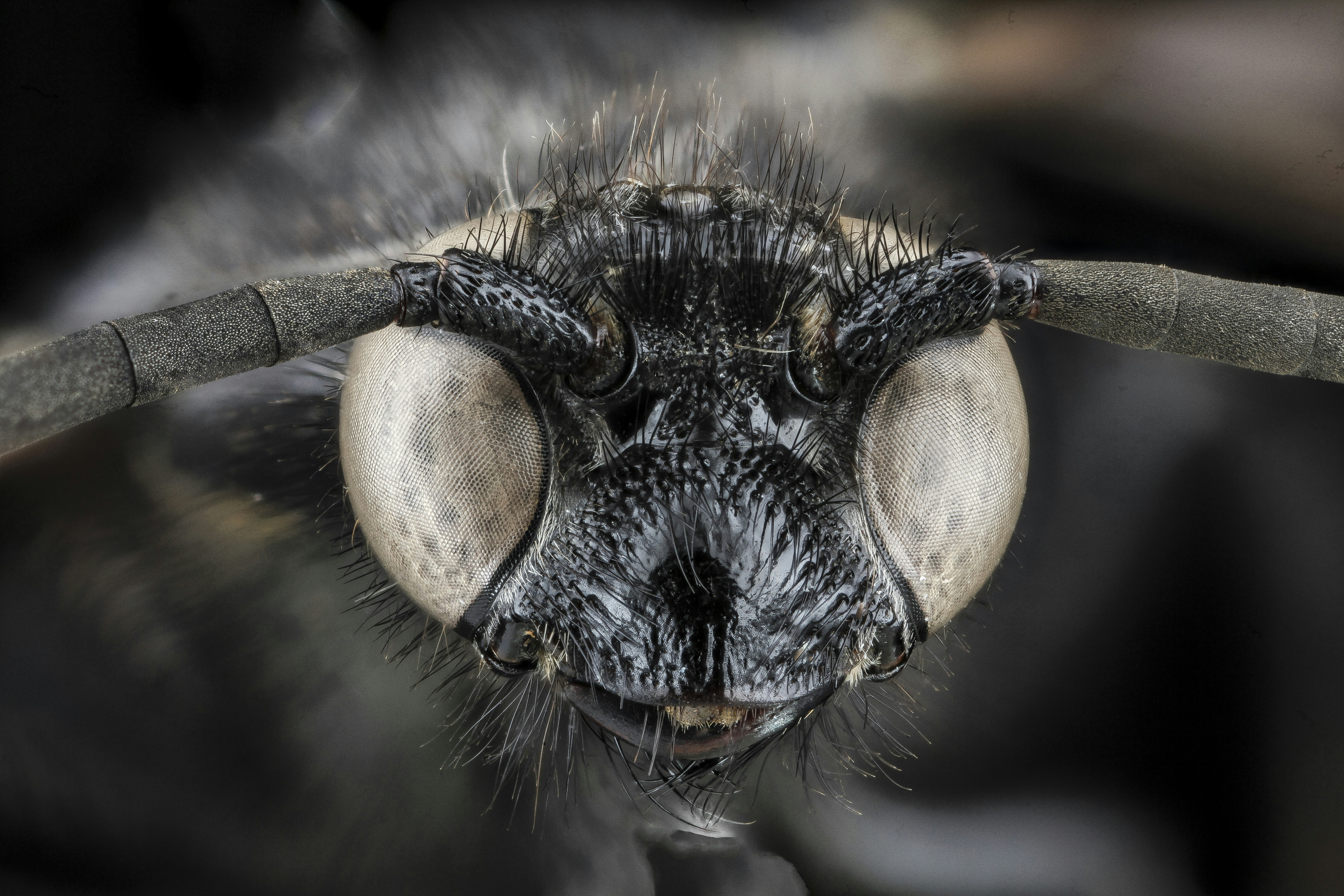 Scolia bicincta, wasp