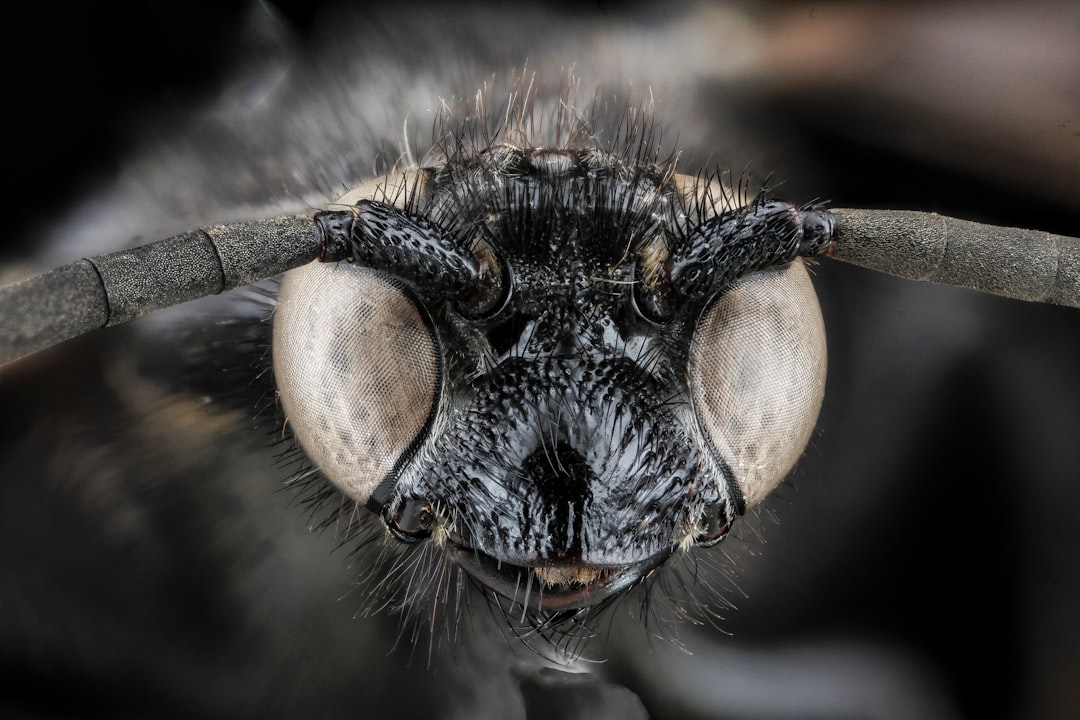 Scolia bicincta, wasp