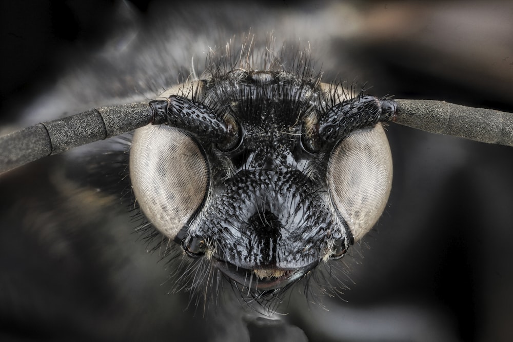 macro photography of black and brown insect