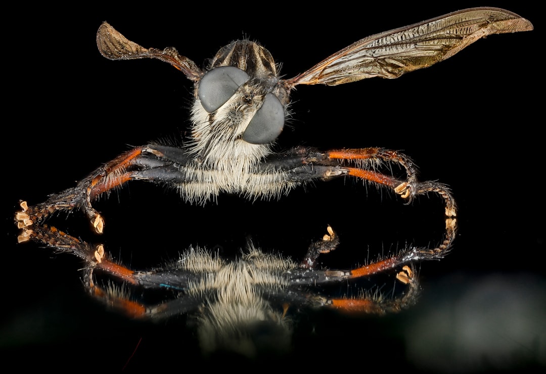 black and brown insect in close up photography