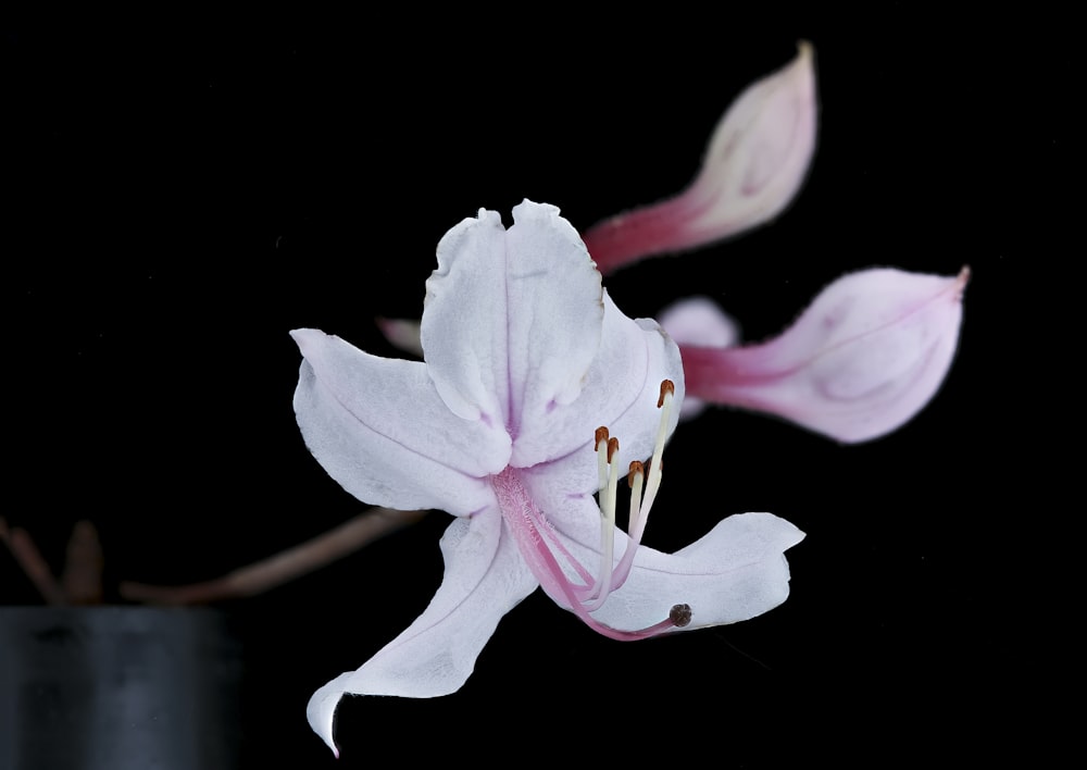 white and pink flower in black background