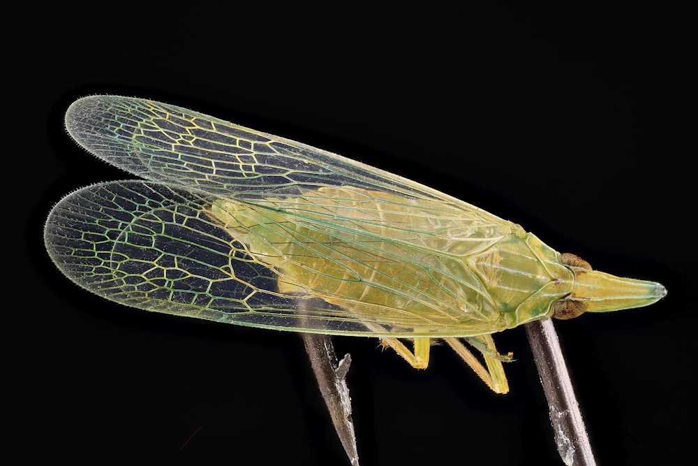 green and brown insect on brown stick