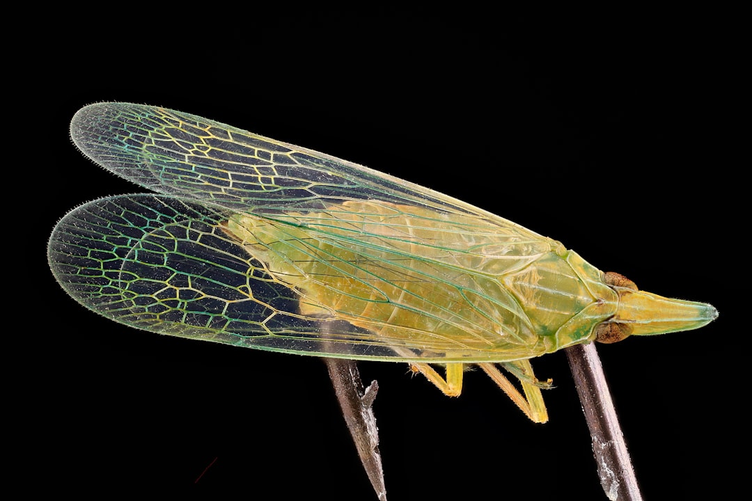 green and brown insect on brown stick