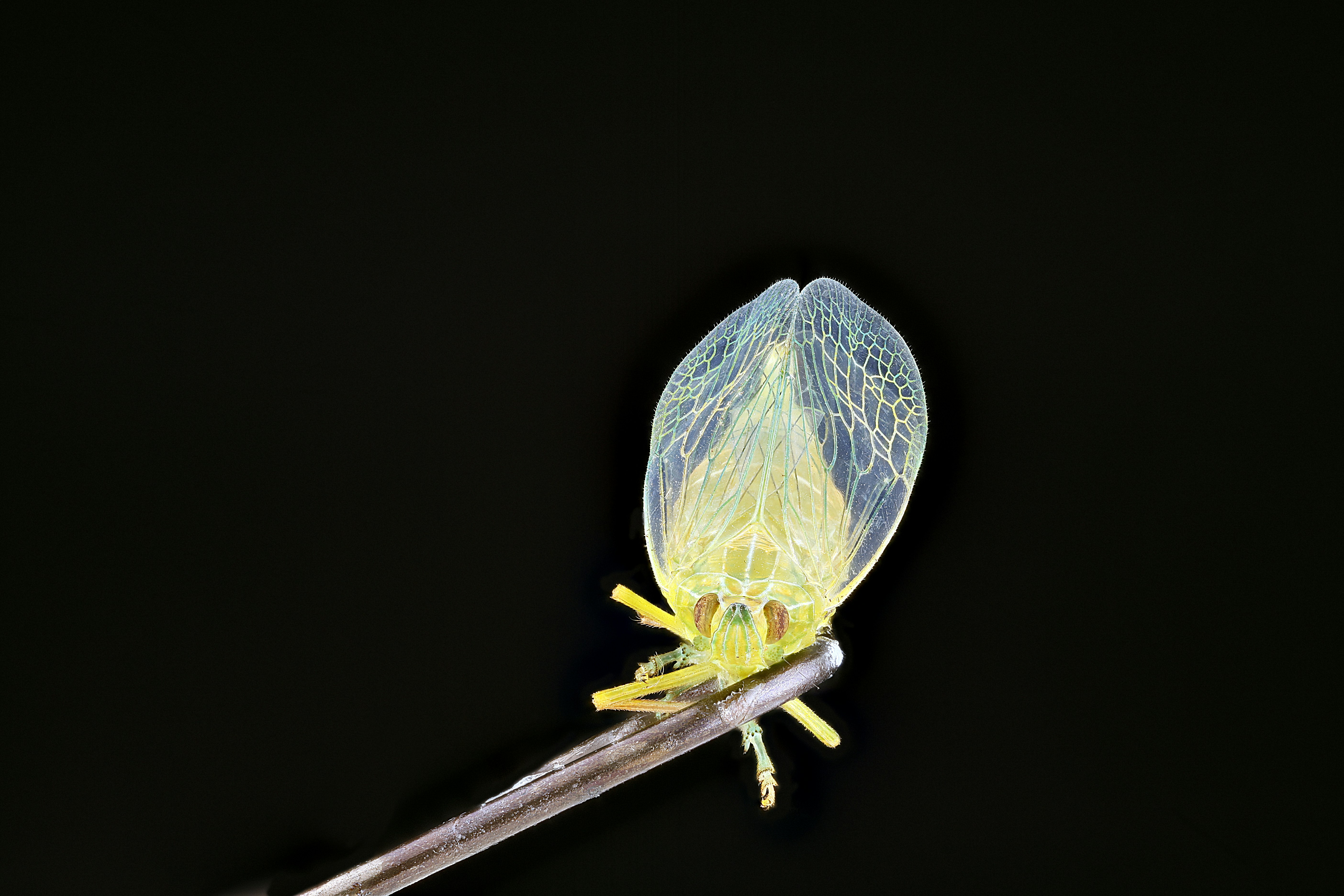 The Paralytic Slime Weapon: How Velvet Worms Hunt - velvet worm hunting slime weapon