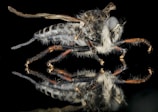 A detailed macro photograph of an insect with a reflective surface underneath, displaying its intricate patterns and textures. The insect has a furry texture, segmented body, and an elongated form with large eyes.