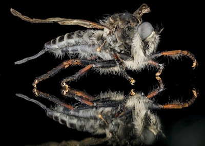 A detailed macro photograph of an insect with a reflective surface underneath, displaying its intricate patterns and textures. The insect has a furry texture, segmented body, and an elongated form with large eyes.