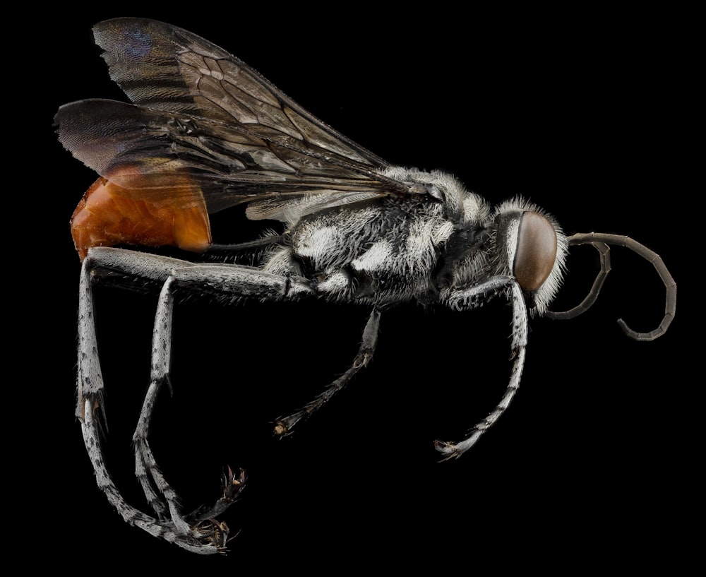 black and brown fly on black background