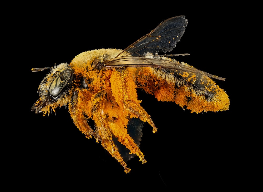 black and brown bee on white background