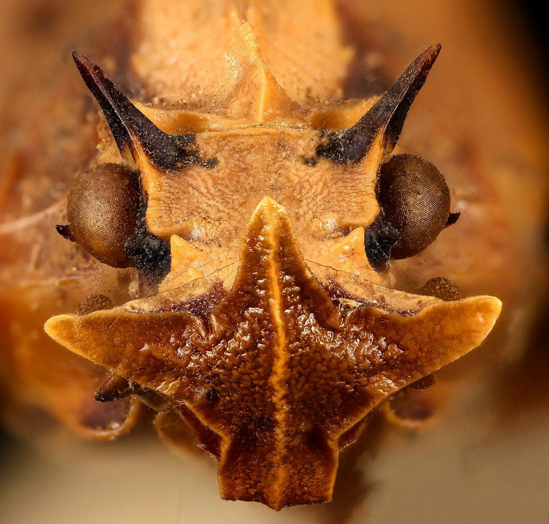 yellow and black spotted leaf