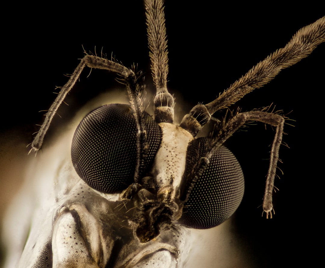 white and black insect in close up photography