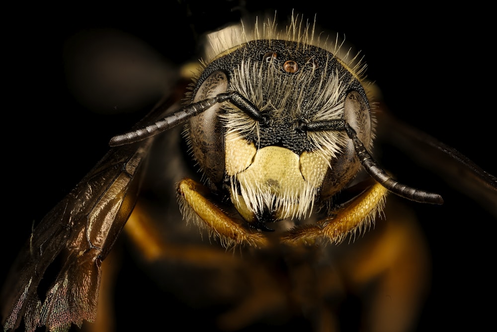 black and brown bee in macro photography
