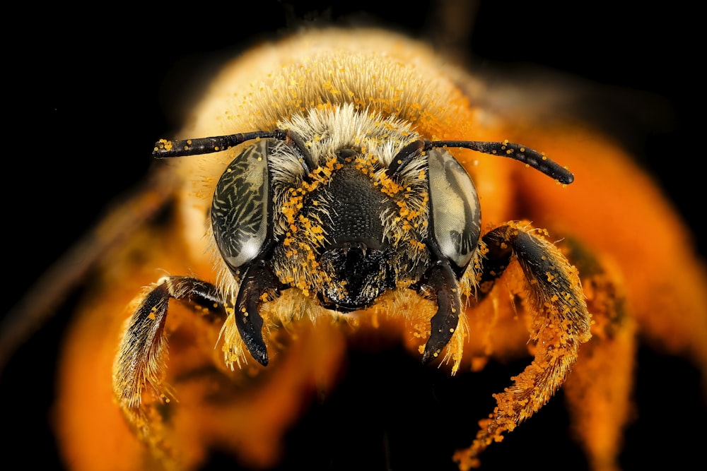 abeja negra y amarilla en flor de naranjo