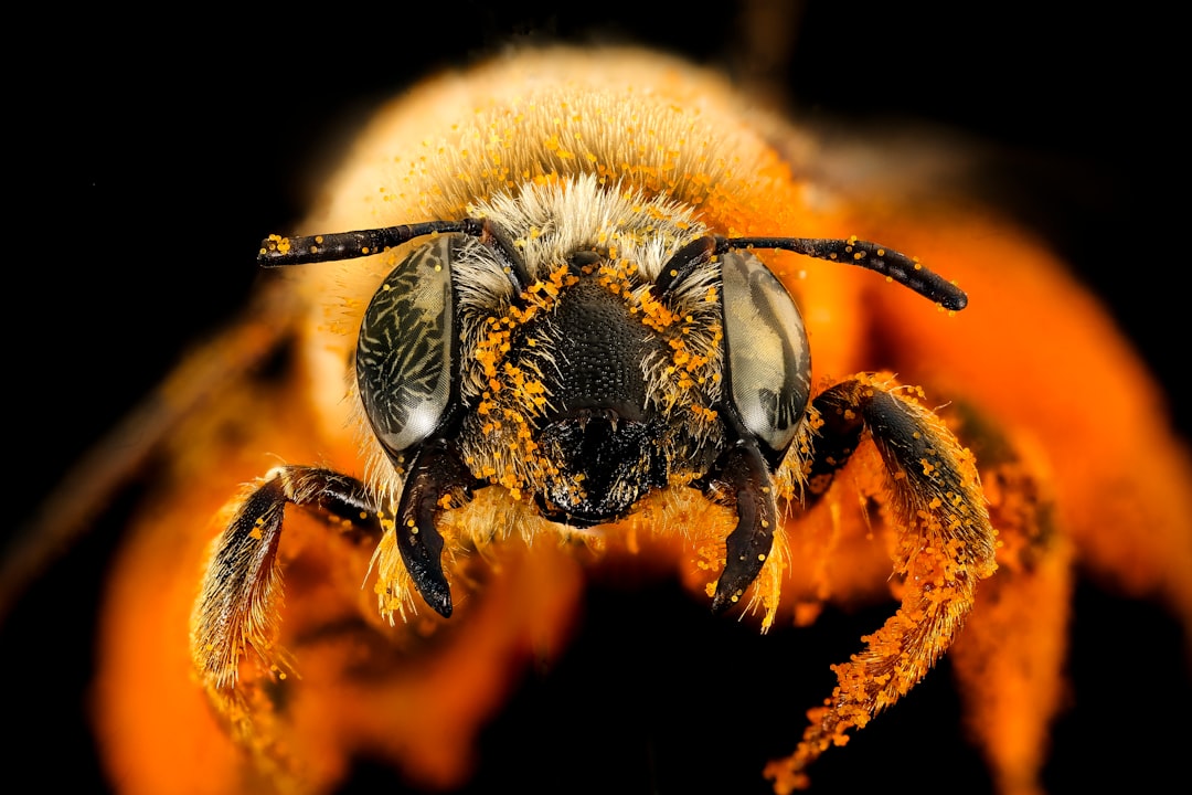 black and yellow bee on orange flower