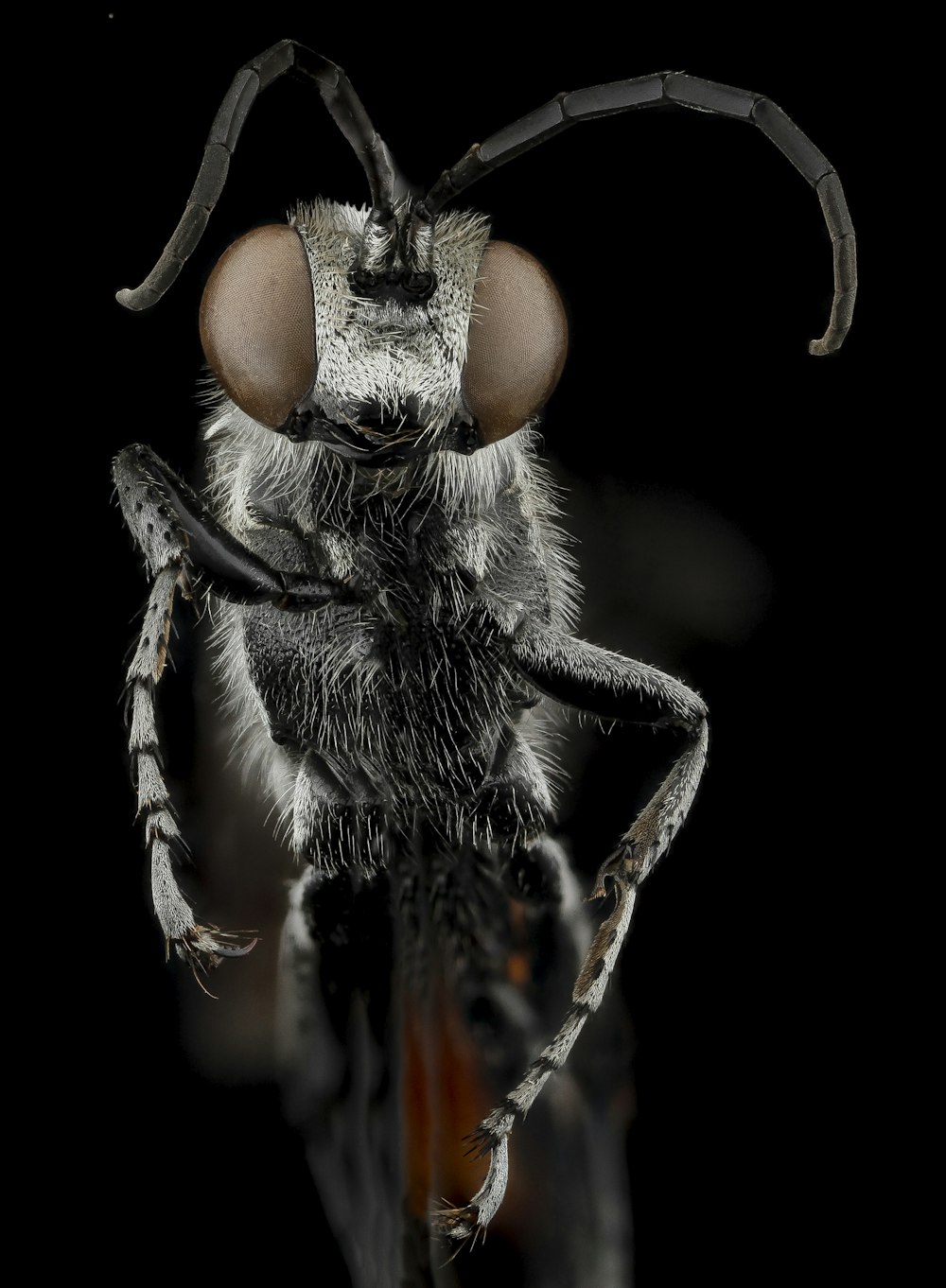 black and brown fly in close up photography