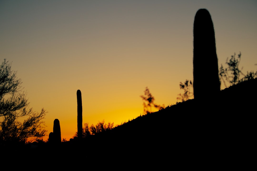 silhouette of cactus during sunset