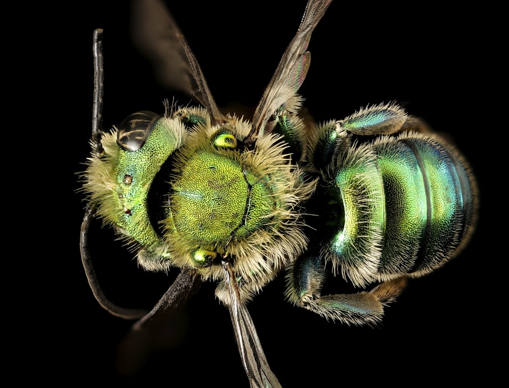 macro photography of green and black bee