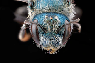 Close-up of a melipona bee’s iridescent blue-green eyes reflecting the forest canopy.
