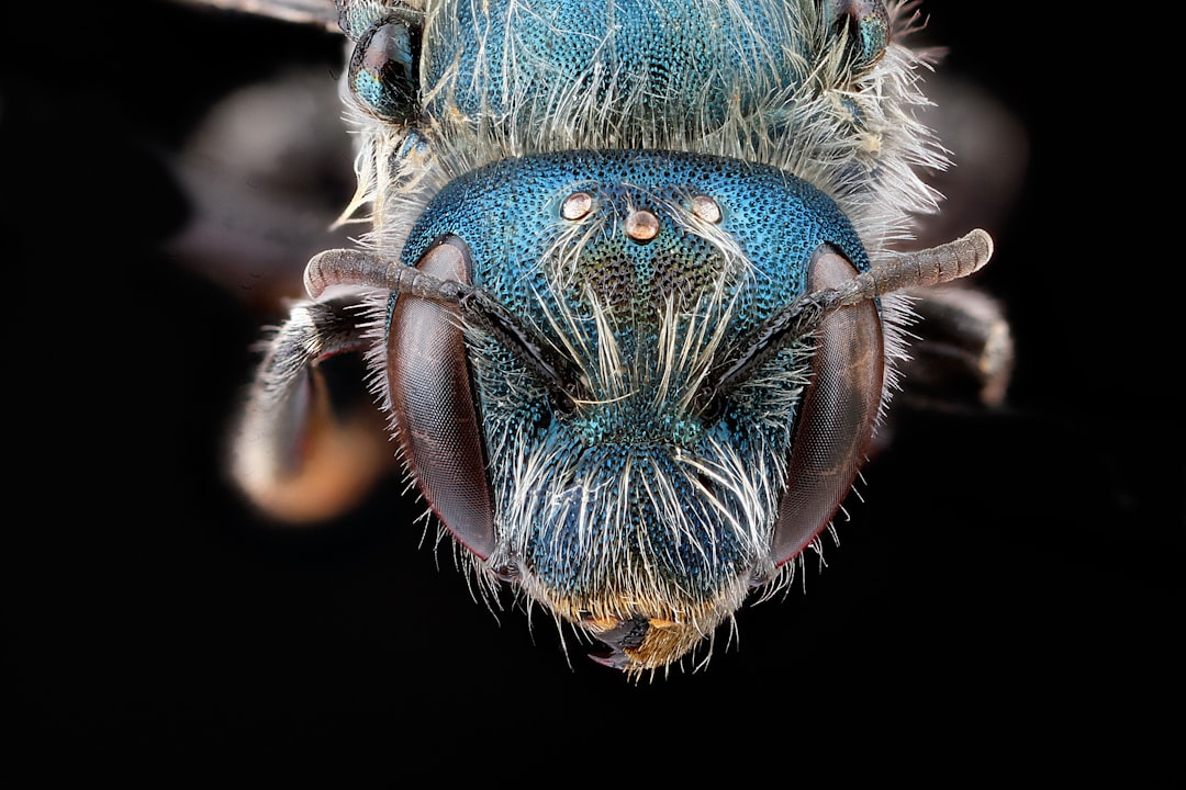 brown and blue insect in macro photography