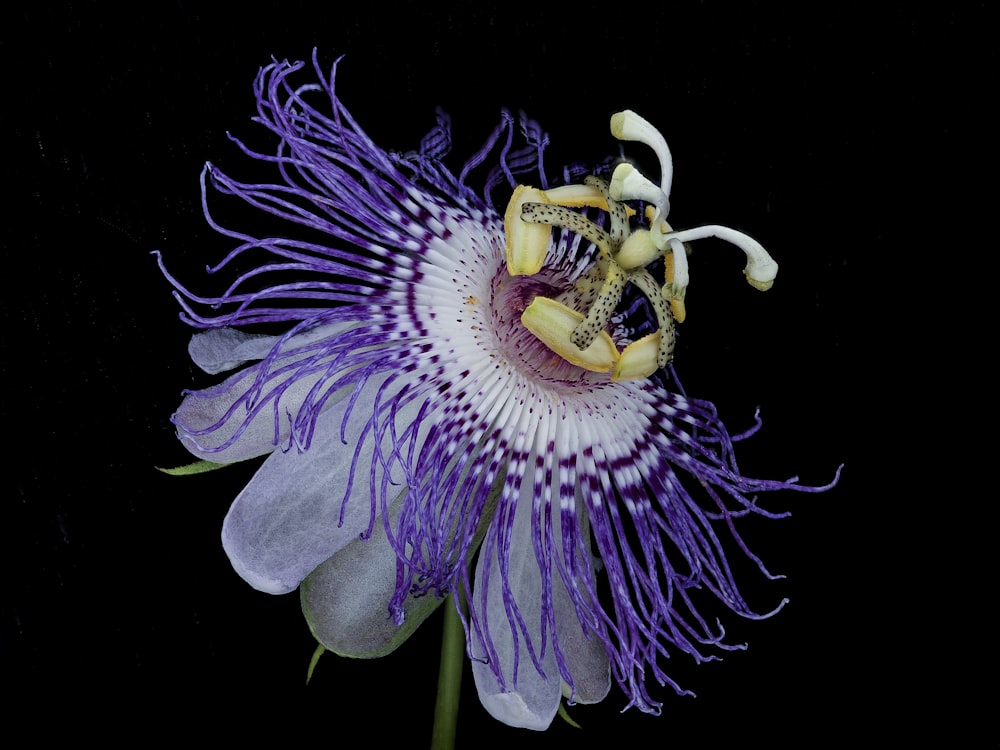 fleur violette et blanche avec des gouttelettes d’eau